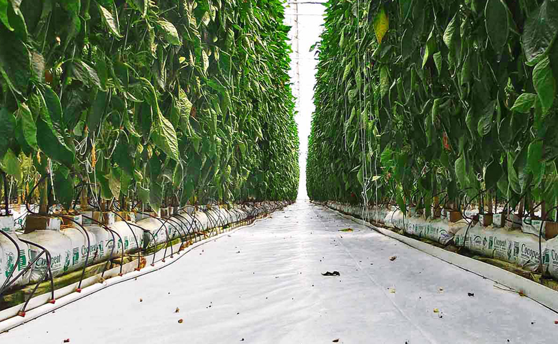 Venta al mayoreo de sustrato hidroponico a base de fibra de coco orgánico, biodegradable y renovable para cultivo en invernadero