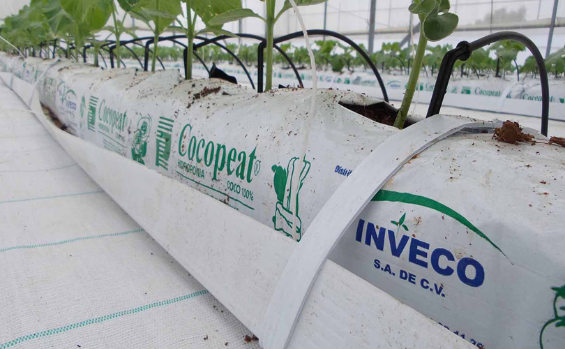 Venta de sustrato hidroponico de fibra de coco orgánico, biodegradable y renovable para cultivo en invernadero