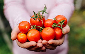 Acuerdo por tomate mexicano con EEUU brinda estabilidad y certidumbre. Se permitirá el libre acceso del tomate mexicano al mercado estadounidense sin la imposición de aranceles.