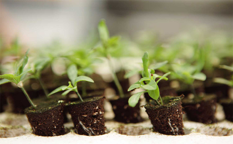 Charolas de germinación o semilleros de germinación para plántula e  injertos para invernadero