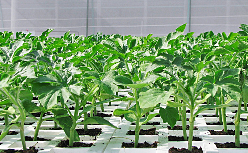 Venta de semillero almácigo para germinación o charola de germinación para plántula e injertos para invernadero