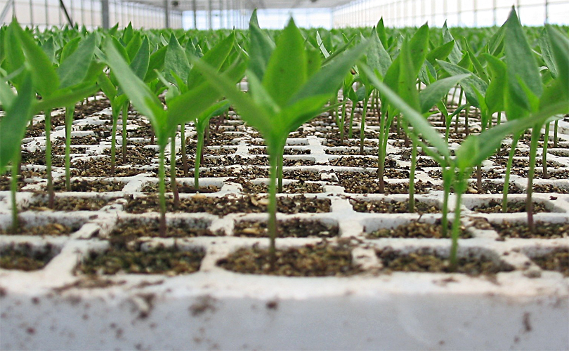 Venta de semillero almácigo para germinación o charola de germinación para plántula e injertos para invernadero