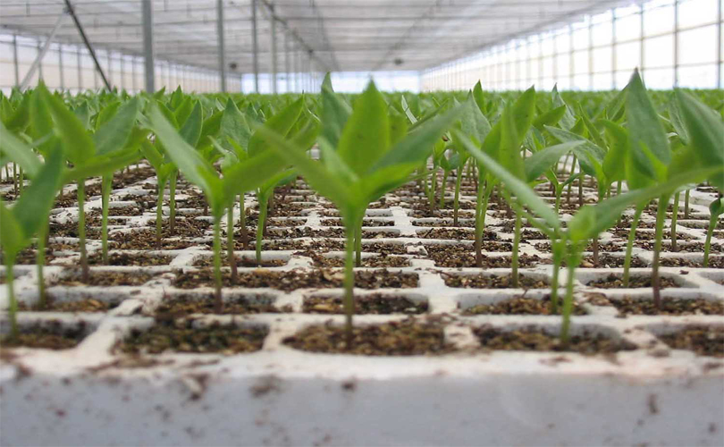 Venta de sustrato Kekkila DSM 05 a base de turba para germinación de hortalizas para plántula e injertos para invernadero