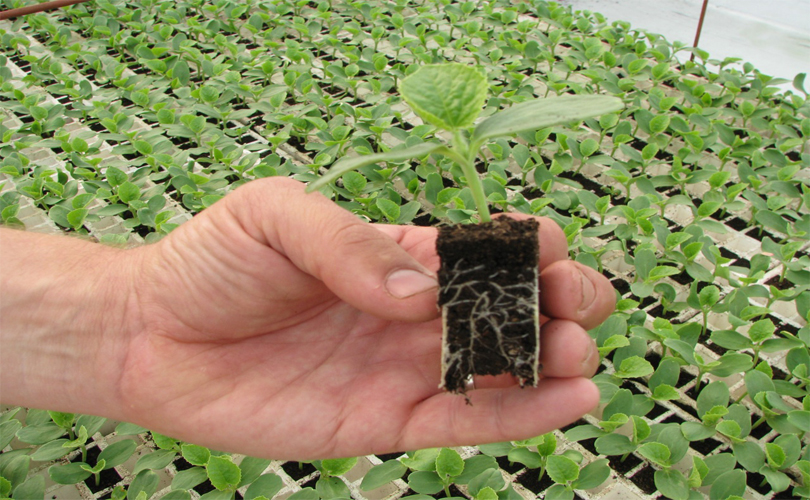Venta de sustrato Kekkila DSM 05 a base de turba para germinación de hortalizas para plántula e injertos para invernadero