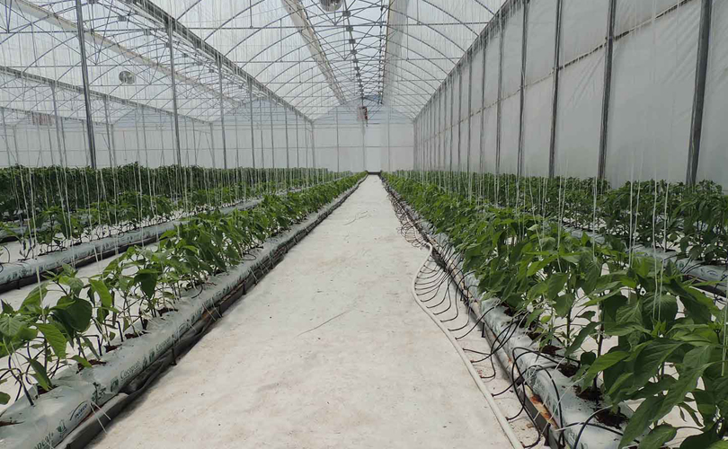 proveedores de sustrato hidroponico de fibra de coco orgánico, biodegradable y renovable para cultivo en invernadero
